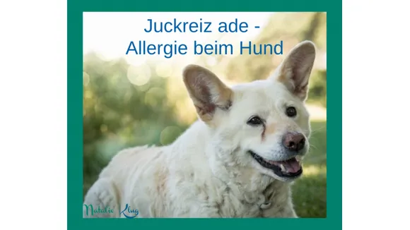 Juckreiz ade  so wirst du die Allergie bei deinem Hund los