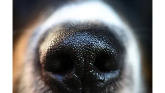 Scent Detection 1 OnlineKurs
