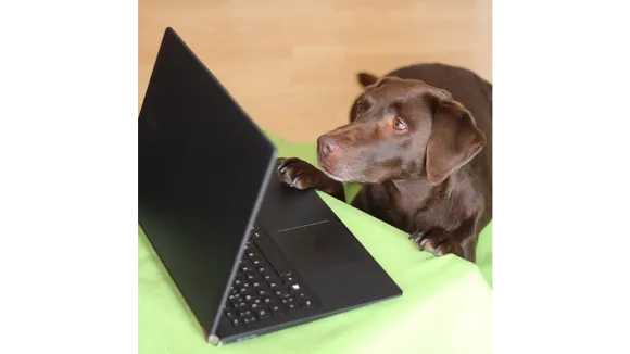 LiveCalls meintraumhundde