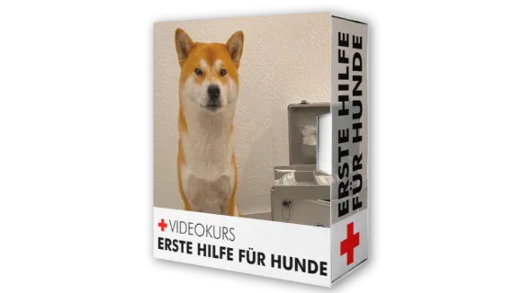 Erste Hilfe für Hunde Videokurs