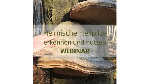 Webinar Heimische Heilpilze erkennen und nützen