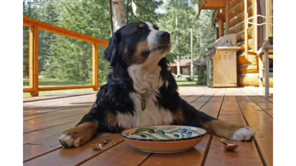 Webinar Barf beim Hund Kurzvorstellung