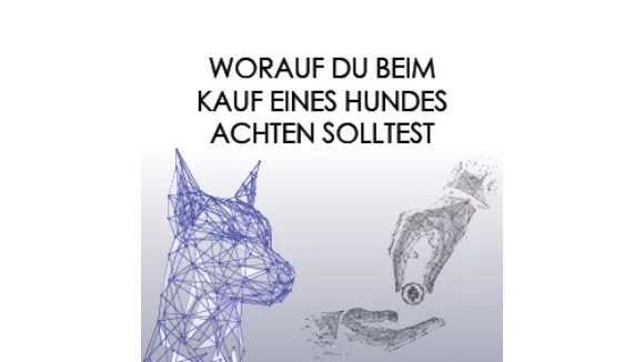 Sonderdeal Worauf du beim Kauf eines Hundes achten solltest