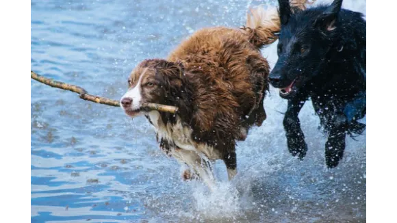 Körpersprache und Verhalten unserer Hunde