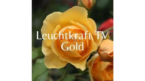 Einmaliges Angebot Leuchtkraft TV Gold