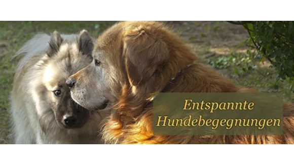 Caniko Hundgerecht kommunizieren